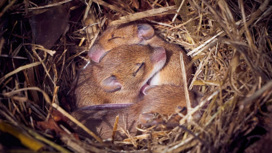 Родилась мышь от двух отцов без участия матери