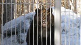 Медведи новосибирского зоопарка Валя и Леха вышли из спячки