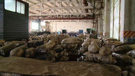 Бизнес растет на грибах: в Ленинском районе ежемесячно выращивают до восьми тонн вешенок