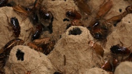 Мраморные тараканы и громкие сверчки: житель Челябинска разводит тысячи насекомых