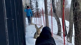 Покусанную собаками косулю спасли в Заельцовском парке Новосибирска