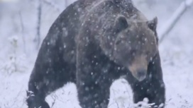 В Прикамье охотники смогут добыть 975 медведей