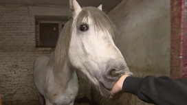 Лошадей с Московского ипподрома расквартируют по всей России