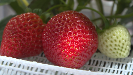 В Иркутской области начала работать первая вертикальная сити-ферма по выращиванию ягод, овощей и зелени