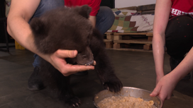 Двое медвежат-сирот проходят реабилитацию в Сибирском зоопарке в Иркутске