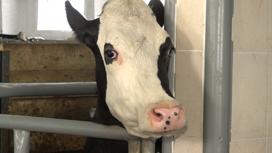 В Ярославском районе открылся роддом для коров