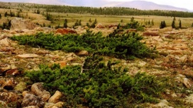 Деревья-долгожители найдут на Ямале и занесут в специальный реестр