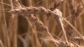 Более 56 000 тонн зерна экспортировали в этом году из Тюменской области