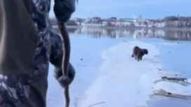 Уплывавший на дрейфующей льдине кот спасен очевидцами
