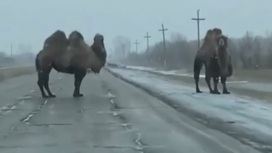 Пара верблюдов перекрыла дорогу в Красноярском крае