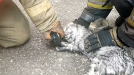 Пензенские пожарные спасли надышавшуюся дымом кошку