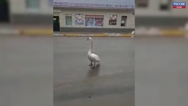В Себеже местные сняли на видео прогуливающегося по автодороге лебедя