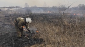 Во Владимирской области зафиксирован антирекорд по палам травы