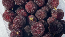 Новый экзотический фрукт появится на амурских прилавках