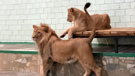 Представитель МИД РФ Захарова заинтересовалась судьбой львов из зоопарка Челябинска