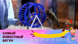 Золотистый хомячок: животное-компаньон