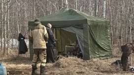 Браконьеры убили трех лебедей в Челябинской области