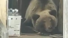 В пустующем доме на Камчатке обосновался медведь