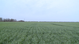 По результатам мониторинга эксперты дали оценку посевам озимой пшеницы