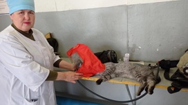 В Марий Эл ветеринары провели реанимацию пострадавшему на пожаре коту