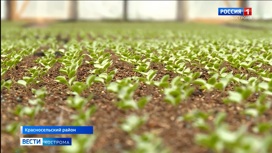 Костромские аграрии уже заработали 31 миллион рублей на будущем урожае