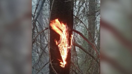 В парке "Оленьи ручьи" огонь уничтожил 20 гектаров леса