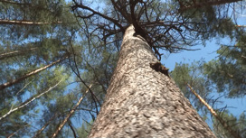 Лиственница из Челябинской области может стать главным деревом России