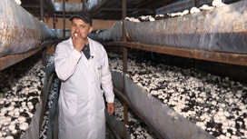 Бизнес на грибах: как выращивают шампиньоны в Челябинской области