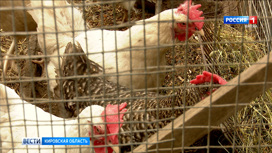 На территории Кировской области зарегистрировано 8 очагов высокопатогенного гриппа птиц