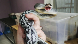Террариум на дому: женщина едва не погибла от укуса гремучей змеи