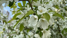 Период активного цветения яблонь наступил в Тюмени