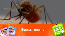 Может ли комар быть переносчиком коронавируса