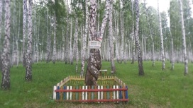 Дерево верности: необычная береза растет в Челябинской области