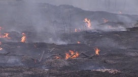 Пожары на площади более 300 га ликвидированы Тюменской области за сутки