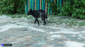 Собака напала на ребенка на улице Сибирской в Томске