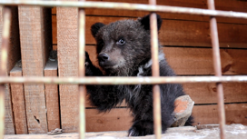 Трехмесячного медвежонка выхаживают сотрудники Иркутской зоогалереи