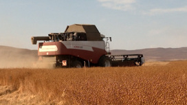 В Забайкалье дополнительно просубсидируют производителей зерновых