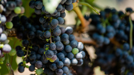 Новый виноградный питомник заработал в Новороссийске