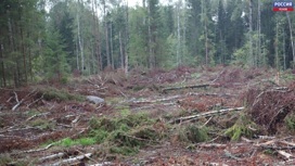 Двум псковичам за незаконную вырубку леса под Гдовом вынесен приговор