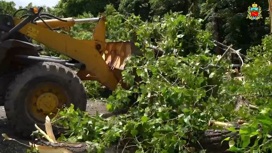 Четыре дерева упало накануне во время грозы во Владикавказе