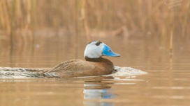 Небесная красота: краснокнижные птицы облюбовали болото в Челябинской области
