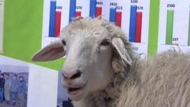 В Чите сегодня стартовал второй этап Всероссийской выставки племенных овец и коз