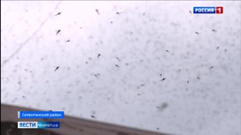 Вблизи Гусиного озера в Бурятии воздух кишит насекомыми