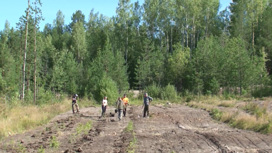 Более 30 тысяч гектаров леса восстановят в этом году на Среднем Урале