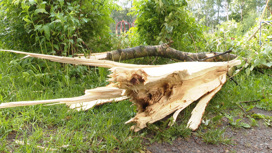 Ураганный ветер повалил деревья и оборвал провода в Ярославле