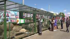В Чите завершилась Всероссийская выставка овец и коз