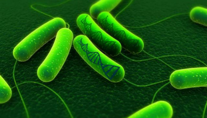 Для своих экспериментов учёные использовали бактерии E. coli