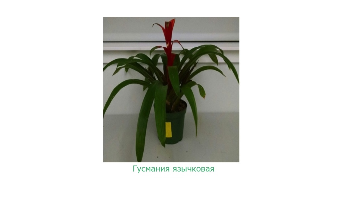 Бромелиевые растения хорошо удаляют из воздуха разнообразные летучие органические соединения.