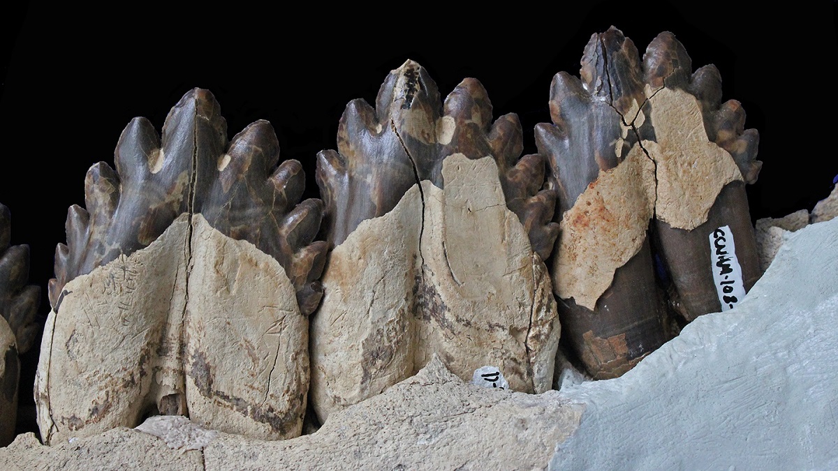 Зубы ископаемого кита Coronodon havensteini.