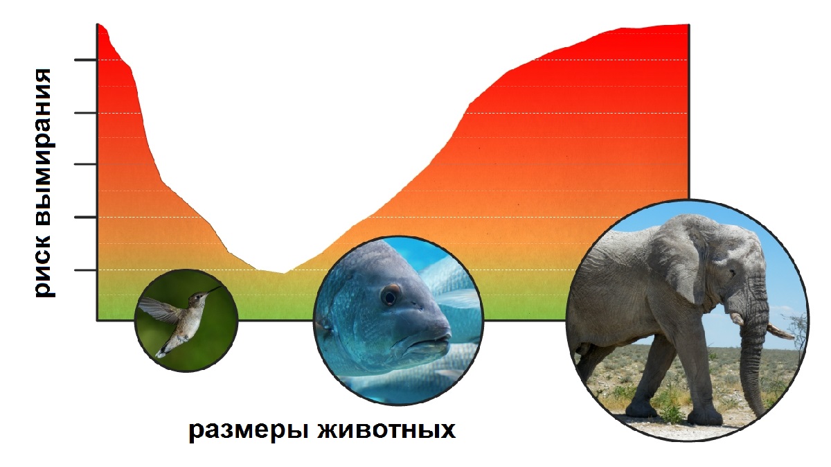 Виды, которые обладают средними размерами тела, почти всегда находятся вне опасности.